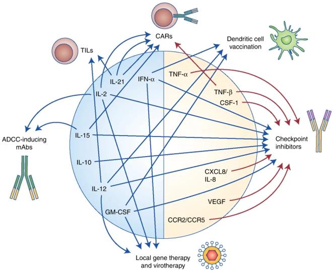 Potential combinations of cytokine-based drugs with other modalities of cancer immunotherapy.