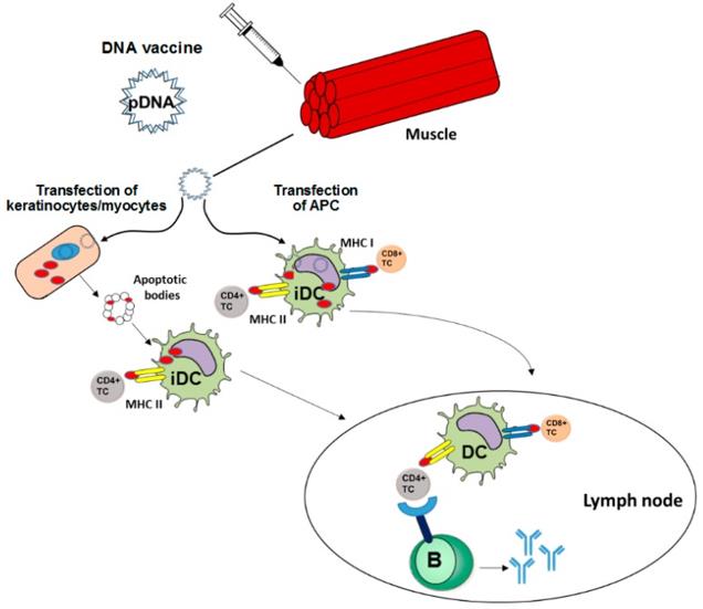 DNA Vaccines Induce Adaptive Immune Responses