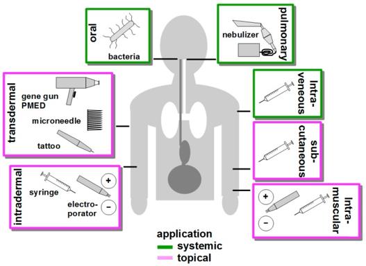 Routes of DNA Vaccine Delivery