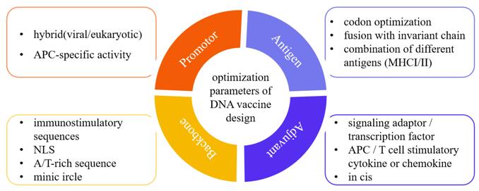 Optimization Parameters of DNA Vaccine Design 