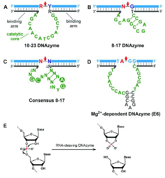 Representative RNA-cleaving DNAzymes