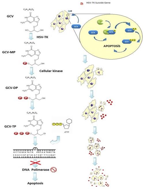 The HSV-TK suicide gene therapy system.