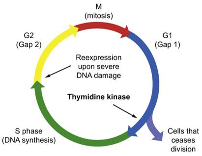 Expression pattern of thymidine kinase 1 in the human cell cycle. 