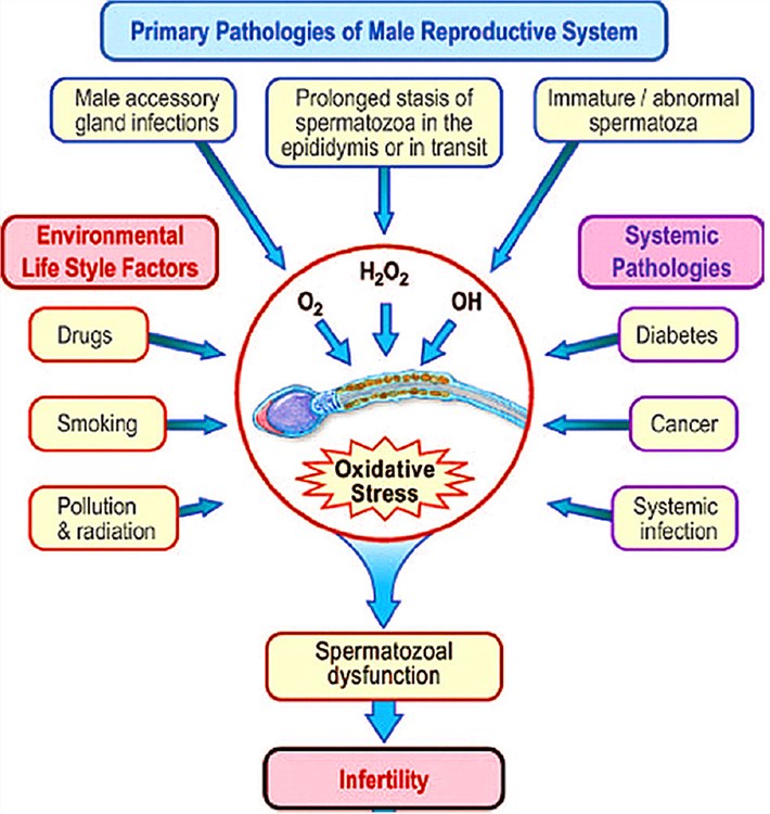 Etiology of oxidative stress.