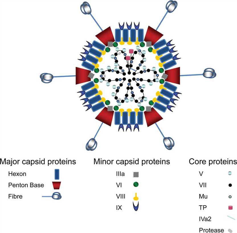 Structural proteins associated with the Ad capsid.