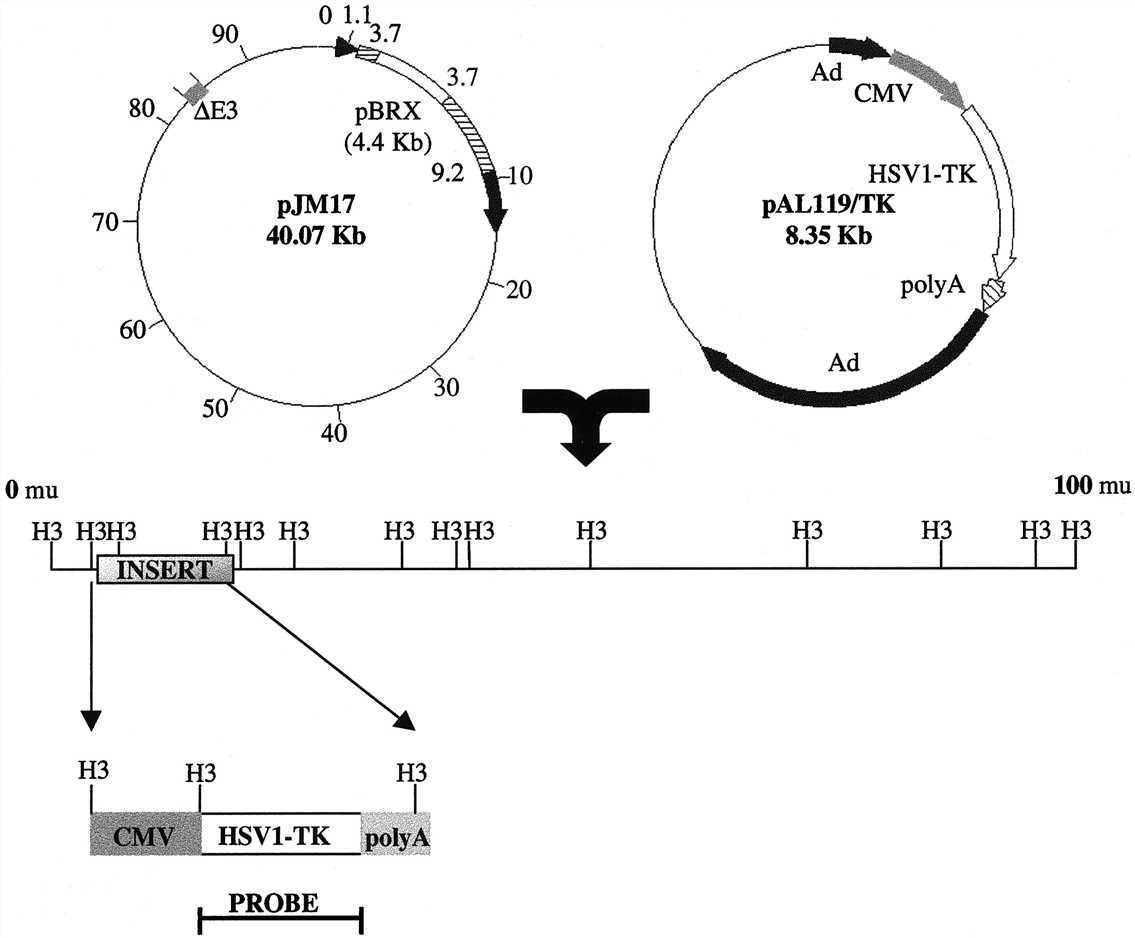 Characterization of HSV-tk expressing recombinant adenovirus.