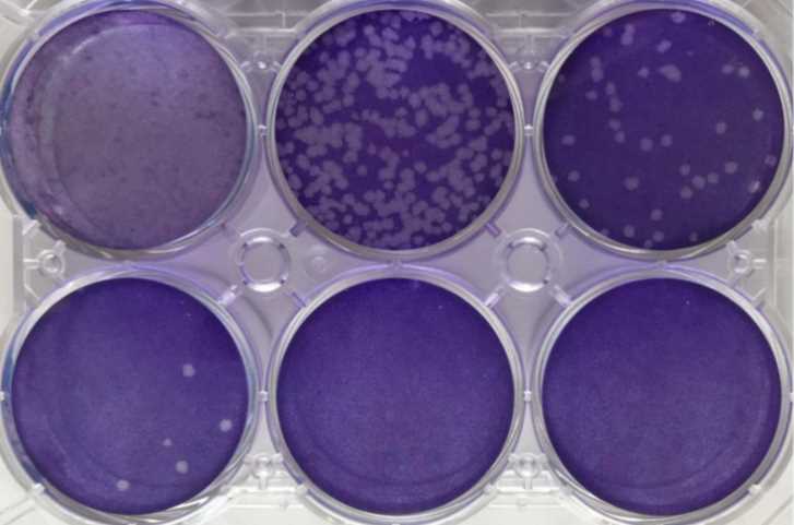 Plaque-forming titer assays.