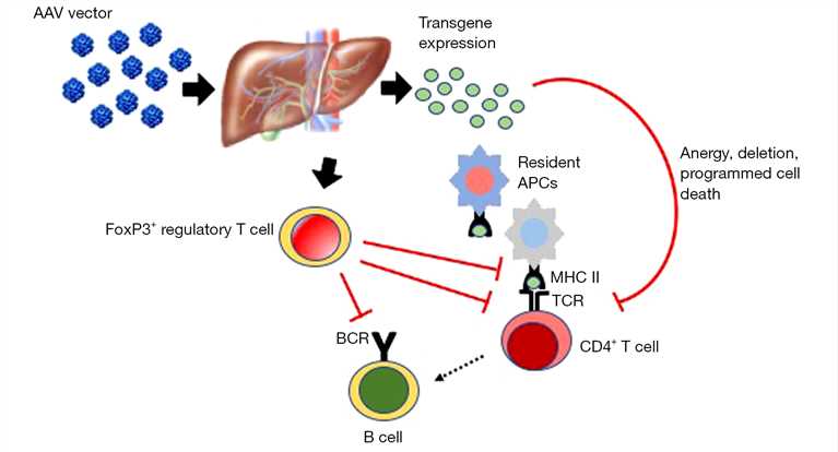 Liver-directed gene transfer with AAV vectors induces immunological tolerance.