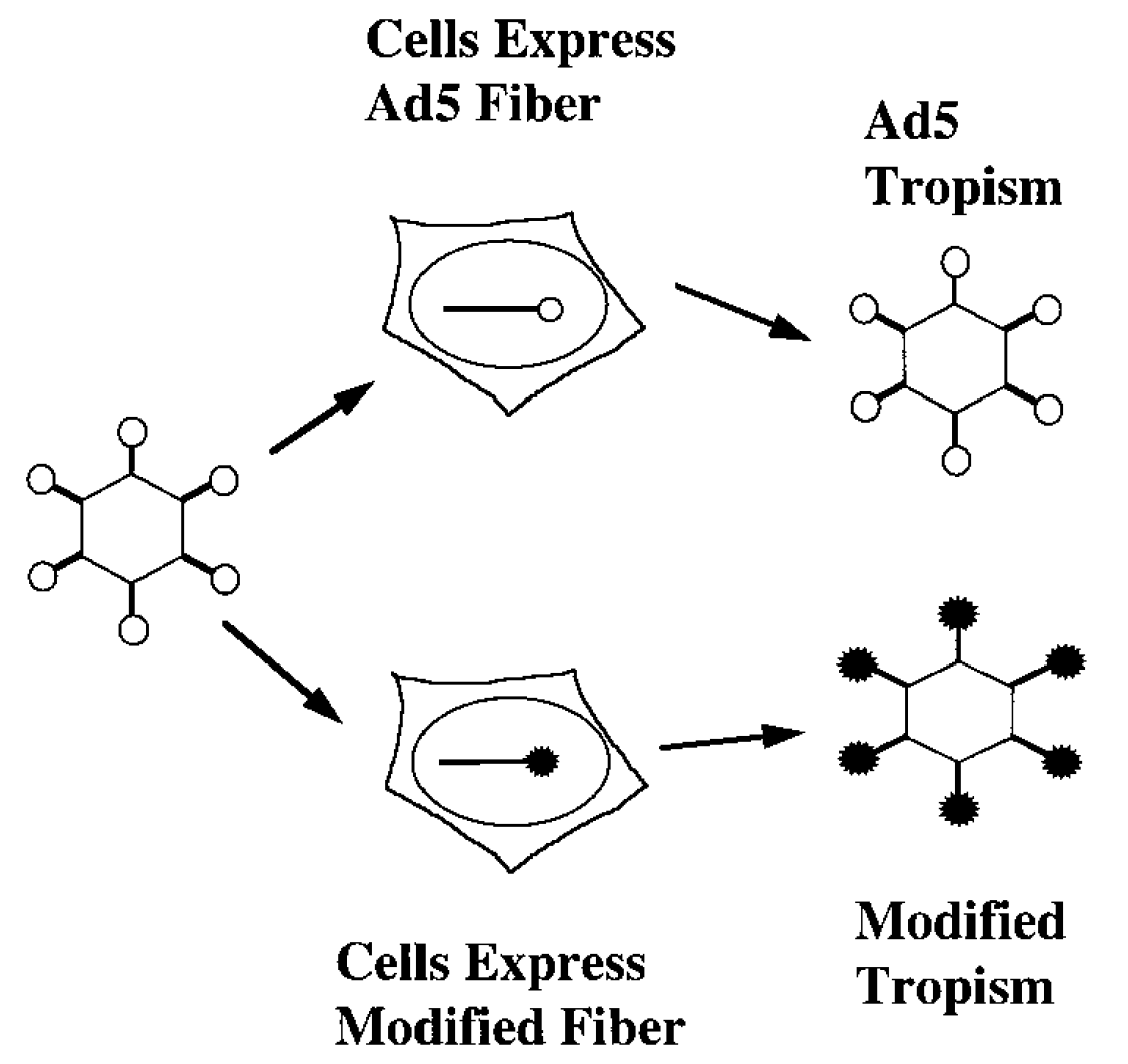 Strategy used for the production of pseudotyped adenoviral vectors. 