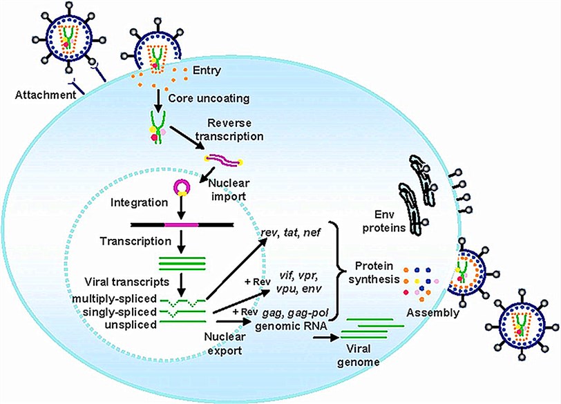 The HIV-1 life cycle for lentiviral vector design and construction. 