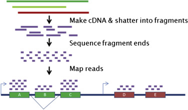 A schematic representation of the RNA-Seq protocol, including the first steps of the analysis.