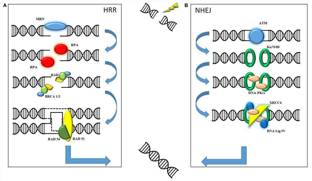 Radiation causes a fatal double-strand break. DNA damage repair is mediated by two major pathways: homologous recombination repair (HRR) and non-homologous end joining (NHEJ).