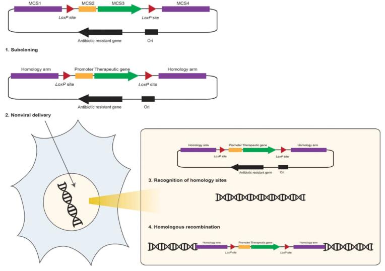 Schematic representation of the DNA vector-mediated homologous recombination in mammalian cells. 
