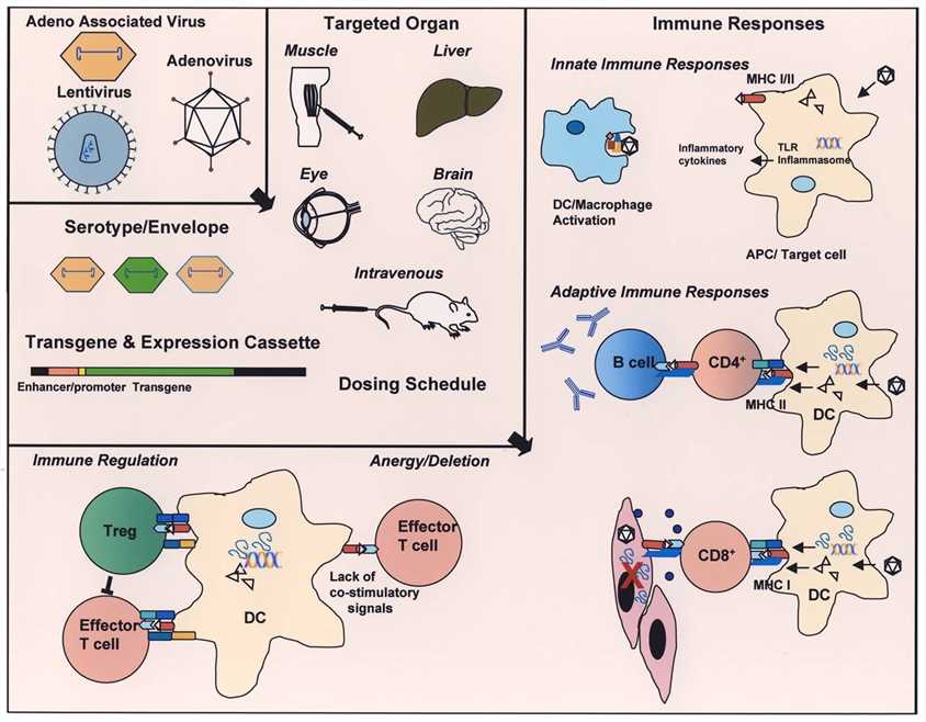 Overview of immune responses to viral vectors.