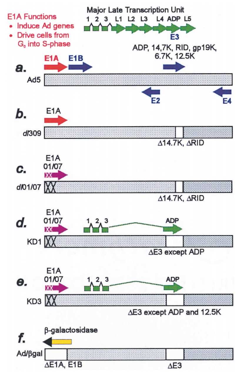 Schematic of the adenovirus genome and vectors