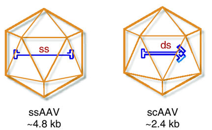 Schematic structure of conventional single-stranded (ss) and double-stranded (ds) self-complementary AAV vectors