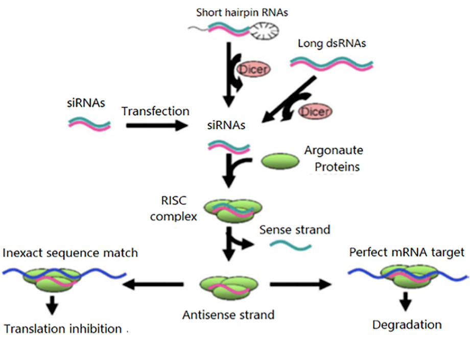 Small Interfering RNA (siRNA)