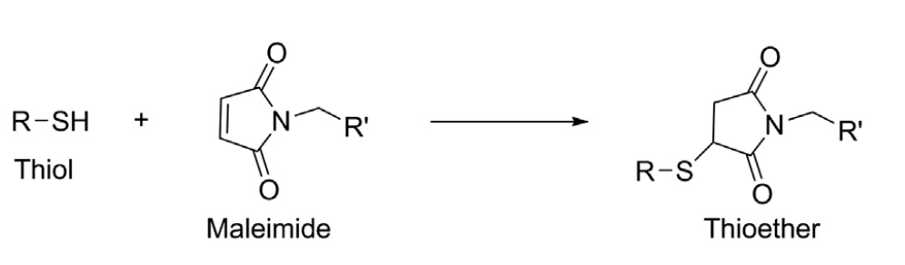 Thiol reacts with maleimide.