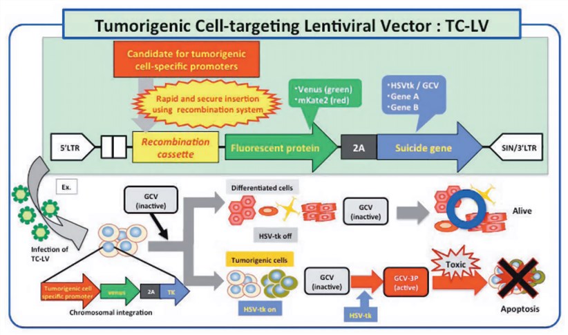 Tumorigenic Cell-targeting Lentiviral Vectors. 