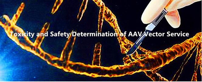 Toxicity and Safety Determination of AAV Vector Service.