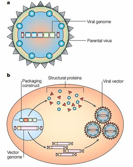 Converting a virus into a vector.