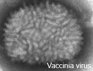 Vaccinia virus