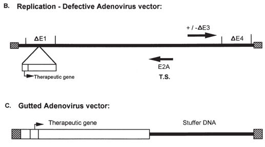 Different types of adenovirus vectors.