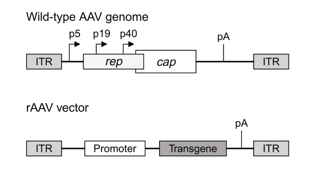 AAV genome and vector.