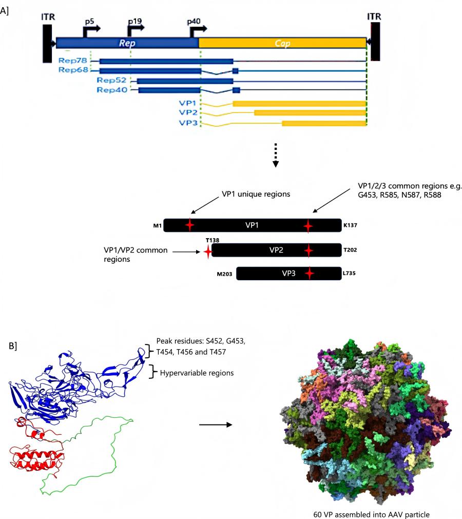 Figure 1: It depicts common modification sites on AAV capsid proteins (A) and presents a representation of the capsid structure, illustrating a monomer (VP1 in red, VP2 in green, and VP3 in blue) as well as the assembly of 60 monomers (B). (OA Literature)