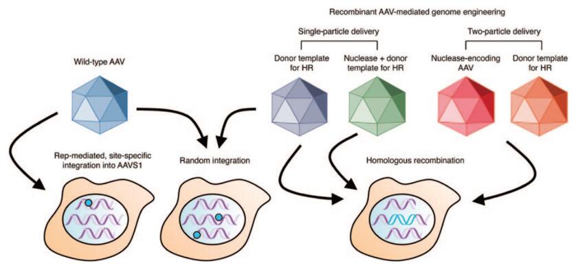  AAV integration into the human genome.