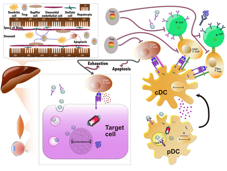 Figure 1: Immune reactions to AAVs (Adeno-Associated Viruses). (OA Literature)