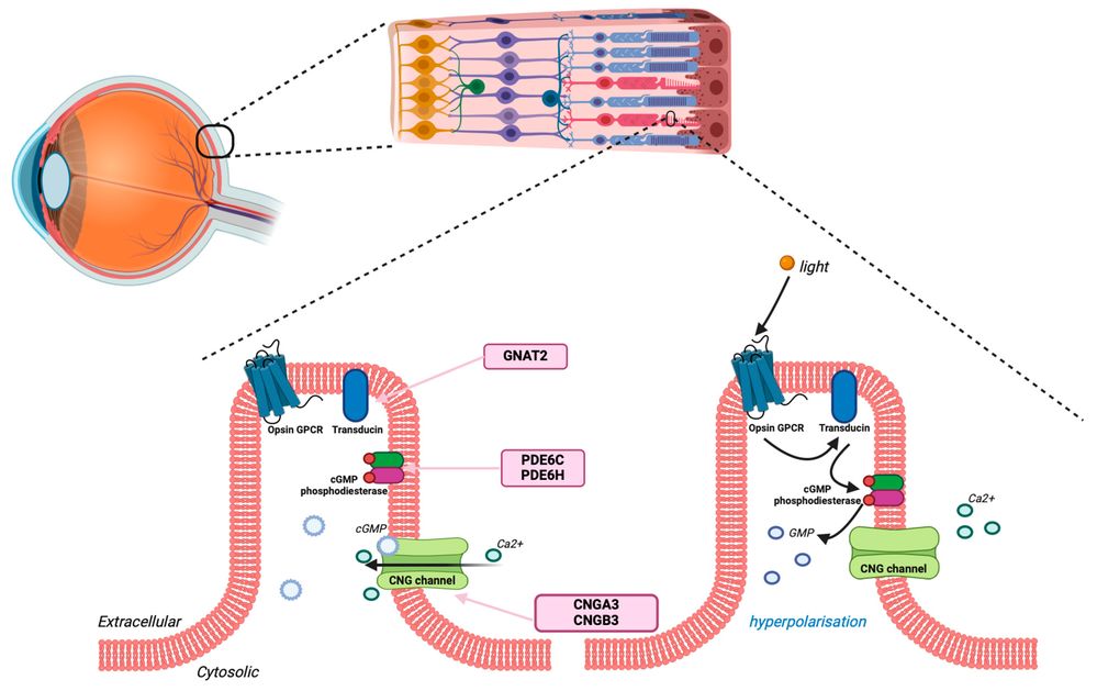 Figure 1. Genes Associated with Achromatopsia Encoding Proteins Involved in the Phototransduction Cascade. (OA Literature)