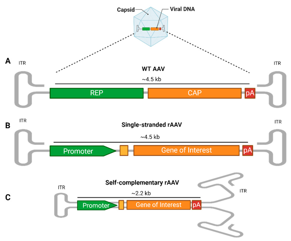 Figure 1. Structure of AAV vector. (OA Literature)