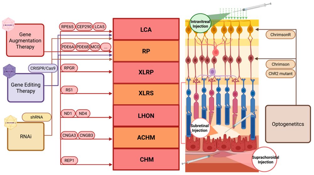 Figure 1. Use of AAV-Mediated Gene Therapy in Hereditary Retinal Disorders. (OA Literature)