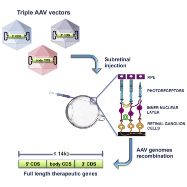 Figure 1. Illustration of autologous hematopoietic stem cell-based gene therapy for MNGIE, along with the potential mechanism of biochemical correction facilitated by gene-modified HSCs. (OA Literature)