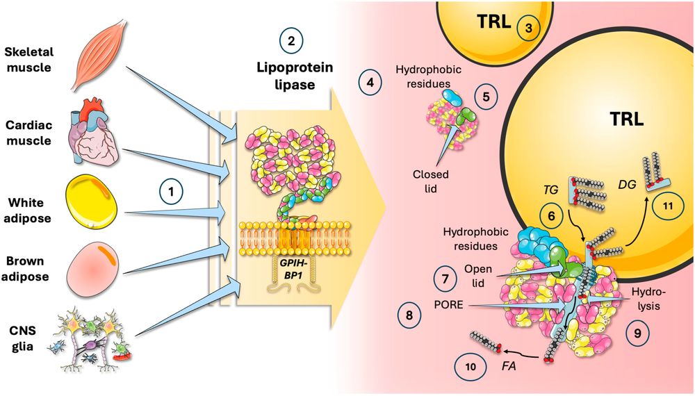 Figure 1. Lipoprotein Lipase (LPL) is the Essential Enzyme Responsible for Converting Insoluble, Energy-Rich Triglycerides (TG) into Soluble Fatty Acids (FA). (OA Literature)
