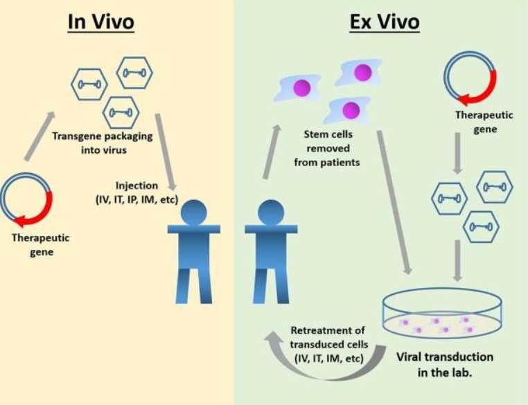 Figure 2. Gene Therapy Approaches for MPS IIIA. (OA Literature)