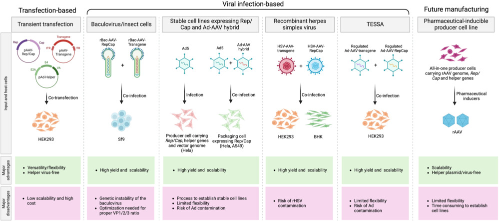 Current approaches to manufacture rAAV