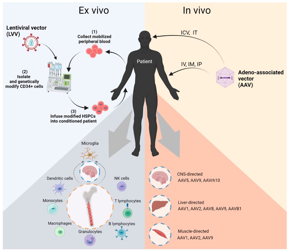 Overview schema of Pompe disease gene therapy modalities