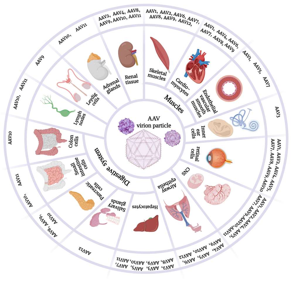 Figure 1. Diverse Tropisms of AAV Serotypes. (OA Literature)