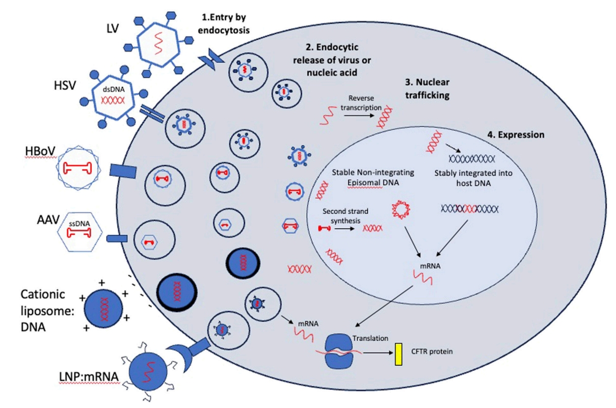 Entry mechanisms and post-entry processing of viral and non-viral vectors considered for CFTR gene therapy