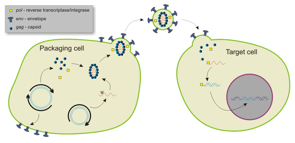 Figure 1. Illustration of autologous hematopoietic stem cell-based gene therapy for MNGIE, along with the potential mechanism of biochemical correction facilitated by gene-modified HSCs. (OA Literature)