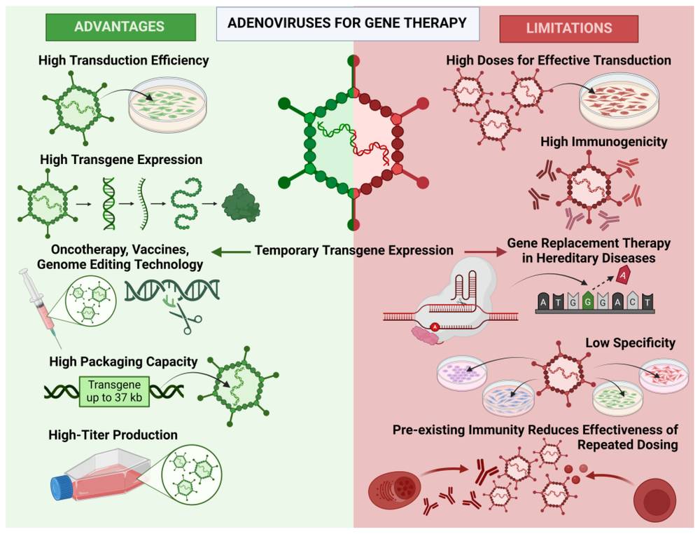 Figure 1. Benefits and Drawbacks of Adenoviral Vectors in Gene Therapy. (OA Literature)