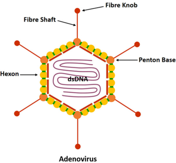 Figure 1: Structure of human adenovirus structure. (OA Literature)