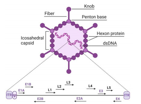 Figure 1. Structure of the adenovirus and its genetic material. (OA Literature)