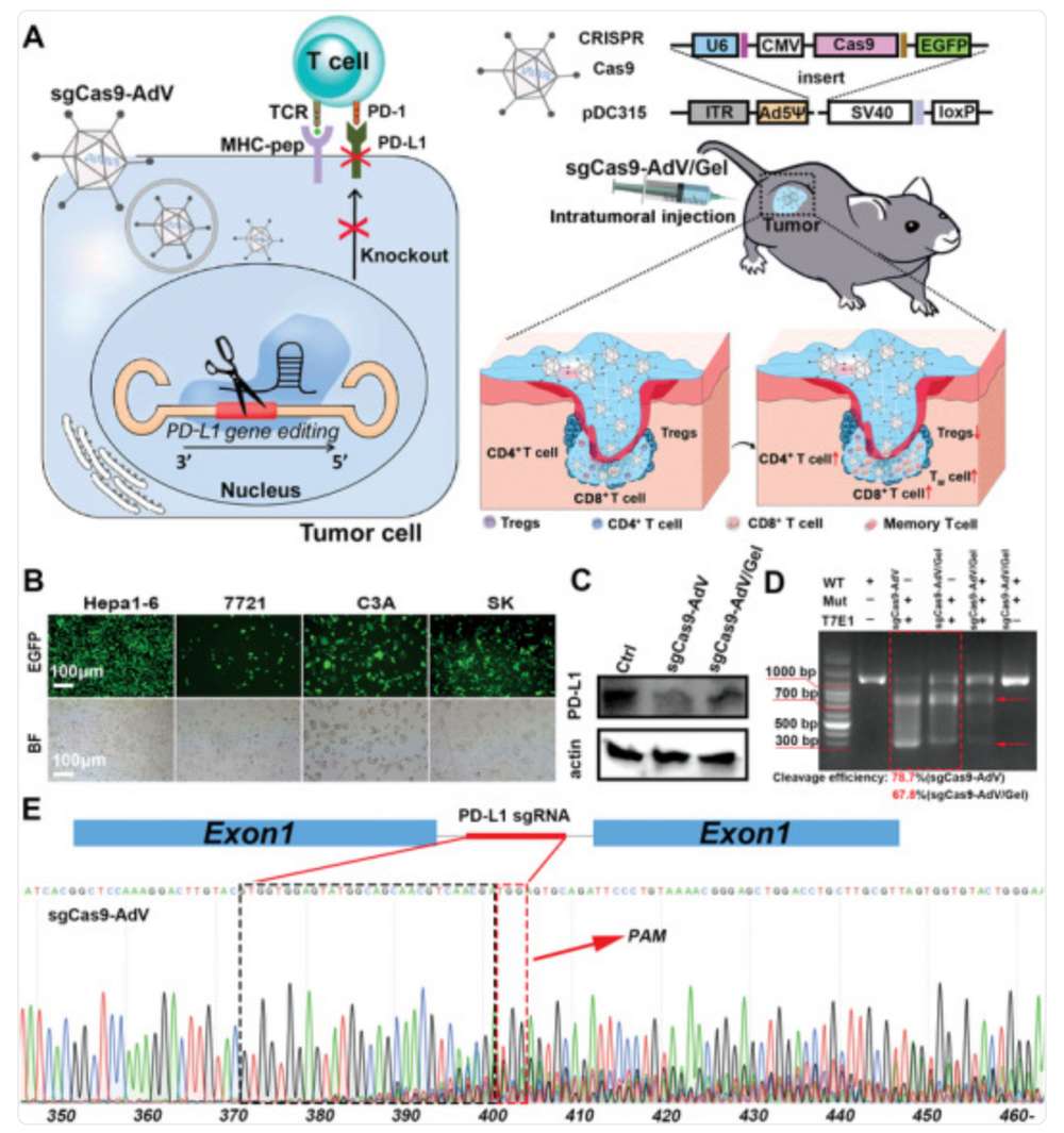 The silk-gel encapsulates sgCas9-AdV to evade host antibody neutralization and enable sustained delivery, resulting in superior gene editing efficiency and enhanced therapeutic efficacy.