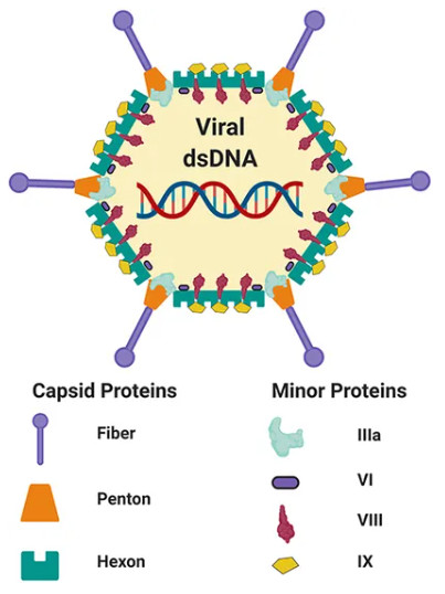 Figure 1 Adenovirus structure. (OA Literature)