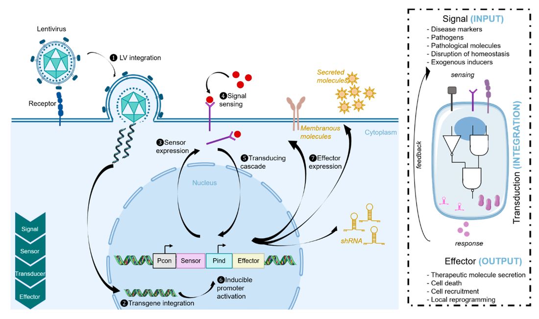 Synthetic biology approaches. Lentiviral vectors are used to transduce cells