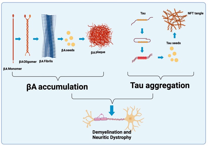 Schematic representation of AD pathology. (Tamburini B, 2023)