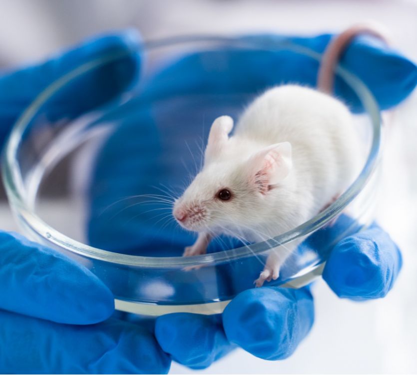 Endosomal Escape Mechanism